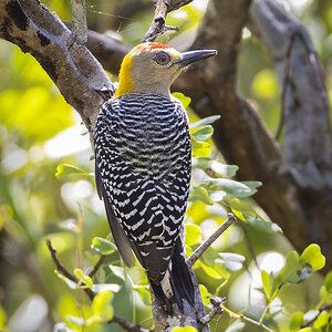 Hoffmanns Woodpecker.jpg