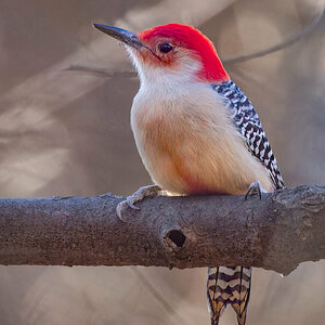 Red-bellied Woodpecker.jpg