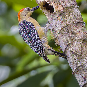Red-crowned Woodpecker.jpg