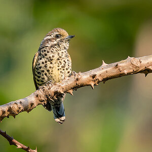 Speckled Piculet.jpg
