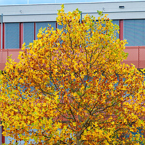 2025-10-25_Tulln_Herbstspaziergang_0003.jpg