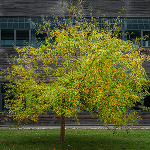 2025-10-25_Tulln_Herbstspaziergang_0006.jpg