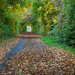 2025-10-25_Tulln_Herbstspaziergang_0010.jpg