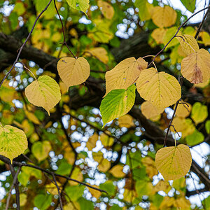2025-10-25_Tulln_Herbstspaziergang_0012.jpg