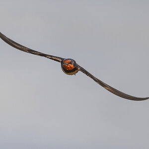 NZ9_1164_Rauchi frontal_Over_IA_5-2025.jpg