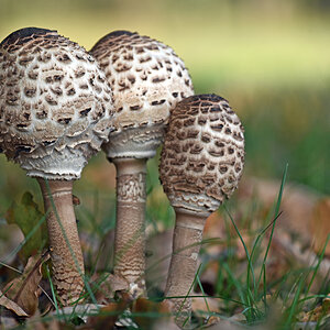 pilz_2.jpg