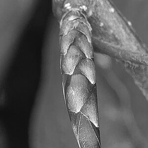 _6005535_DxOAAAxl_SW.jpg