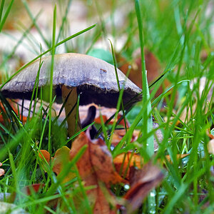 pilz_3.jpg