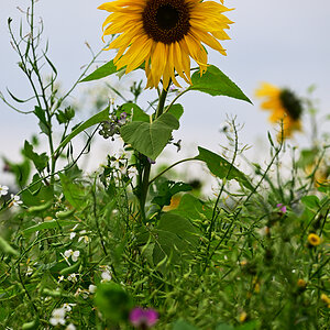 Z8A_1153fks40p1.jpg