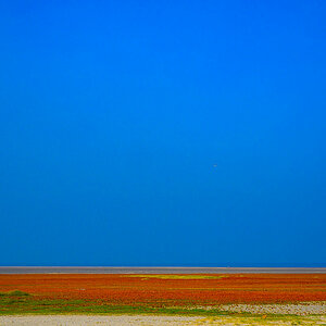 Z8A_0919b.jpg