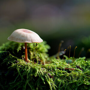 Pilz8.jpg