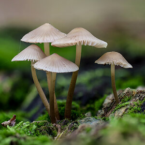 Pilz9.jpg