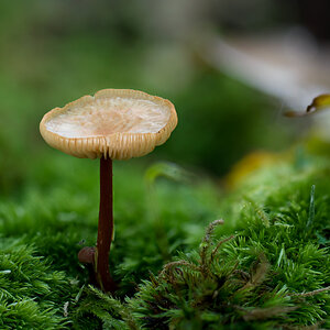 Pilz10.jpg