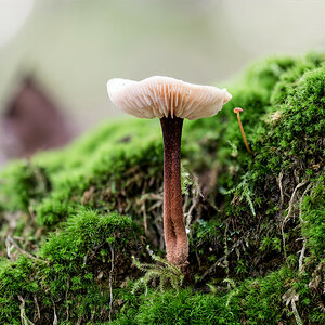Pilz11.jpg