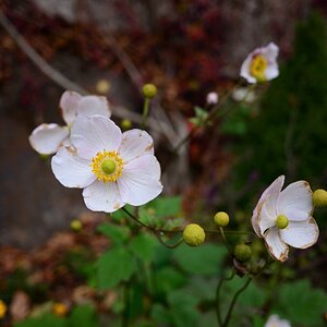 DSC_3386_00001n.jpg