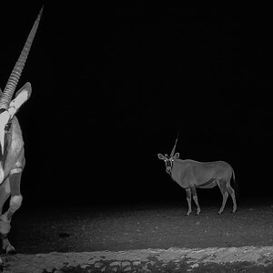 2025-09-18 92 Oryx.jpg