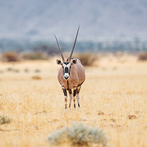 2025-09-19 115 Oryx.jpg