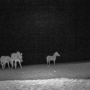 2025-09-19 123 Zebras and Jackal.jpg