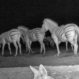 2025-09-19 124 Zebras.jpg