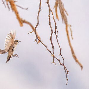 2025-09-20 09 Sociable Weaver in Flight.jpg
