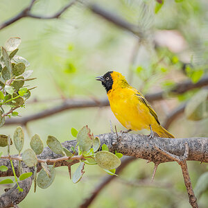 2025-09-21 07 Lesser Masked Weaver.jpg