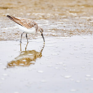 2025-09-21 71 Curlew Sandpiper.jpg