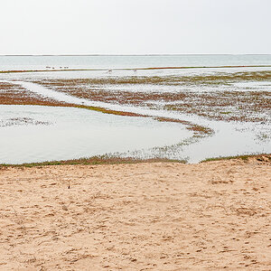 2025-09-21 90 Shorebirds.jpg