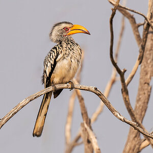 2025-09-23 012 Southern Yellow-billed Hornbill.jpg