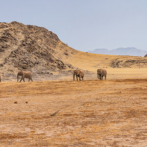 2025-09-23 026 Elephants.jpg
