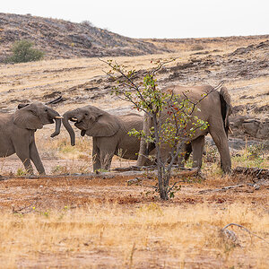 2025-09-23 054 Elephants.jpg