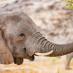 2025-09-23 056 Elephant.jpg