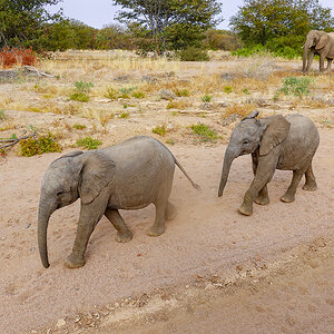 2025-09-23 075 Baby Elephants.jpg