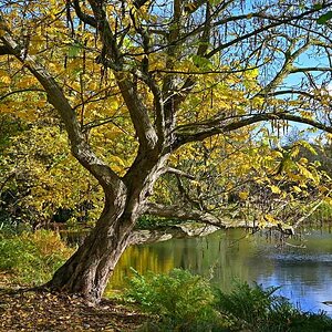 Parkbaum im Herbst.jpg