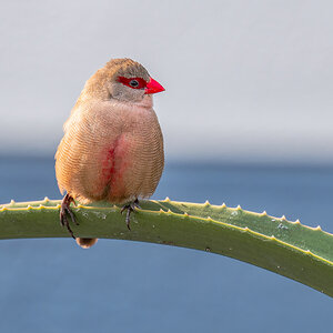 2025-09-21 96 Common Waxbill.jpg