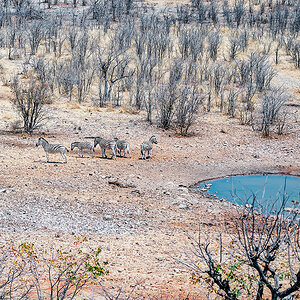 2025-09-24 004 Zebras.jpg