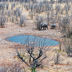 2025-09-24 009 Elephants.jpg