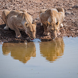 2025-09-24 043 Lions.jpg