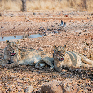 2025-09-24 049 Lions.jpg