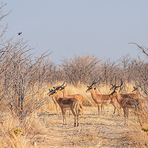 2025-09-24 051 Impalas.jpg