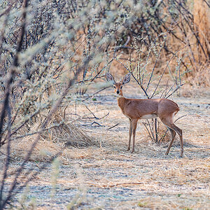 2025-09-24 056 Steenbok.jpg