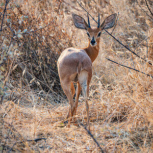 2025-09-24 059 Impala.jpg