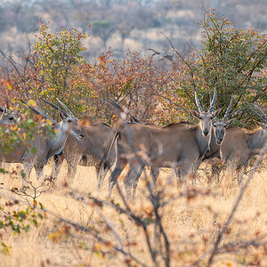 2025-09-24 076 Eland.jpg