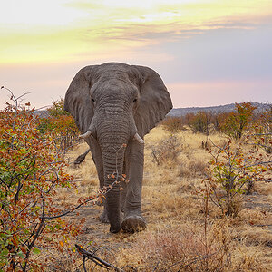 2025-09-24 087 Elephant.jpg