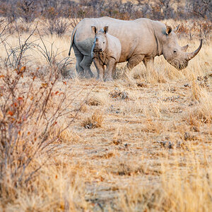 2025-09-25 004 Rhinos.jpg