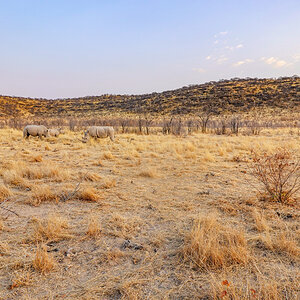 2025-09-25 009 Rhinos.jpg