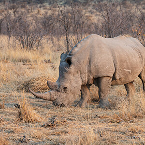 2025-09-25 015 Rhino.jpg