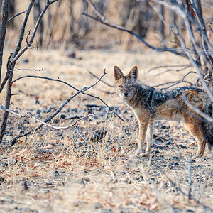 2025-09-25 025 Jackal.jpg