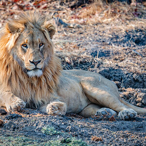 2025-09-25 028 Lion.jpg