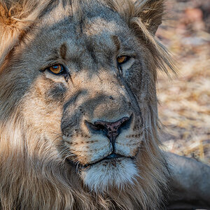 2025-09-25 039 Lion.jpg