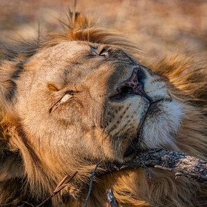 2025-09-25 042 Lion.jpg